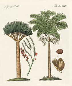 Planten uit warme landen