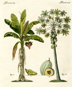 Planten uit warme landen