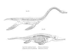 Plesiosaurus door German School