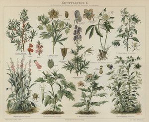 Giftige planten