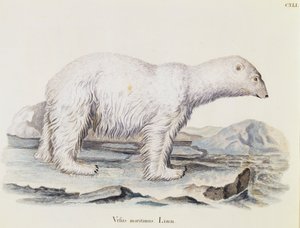 IJsbeer (Ursus maritimus), uit Zoogdieren geïllustreerd uit de natuur met beschrijvingen, door Johann Christian Daniel von Schreber (1739-1810), gravure door IC Bock naar tekening van Marechal, volume 3, tafel 141, Duitsland door German School