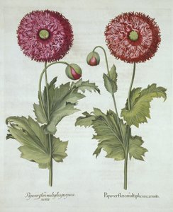 Klaprozen, uit Hortus Eystettensis, door Basil Besler, gepubliceerd 1613 door German School