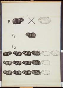 Poster die Mendels wet bij cavia