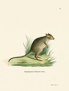 Potoroe