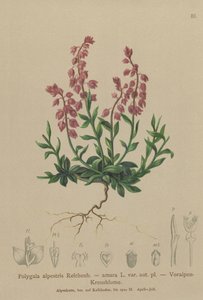 Prealpine Melkwortel