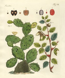 Kostbare insecten