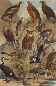 Roofvogels