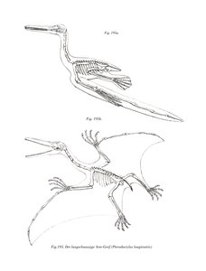 Pterodactylus door German School