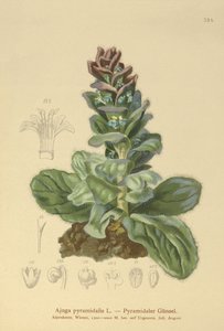 Piramide Bugel (Ajuga pyramidalis) door German School