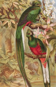 Quetzal, plaat uit Brehms Tierleben: Allgemeine Kunde des Tierreichs, vol.5, p.6, gepubliceerd door Bibliographisches Institut, 1892