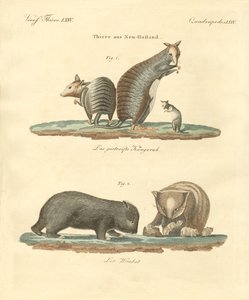 Zeldzame dieren in Australië door German School