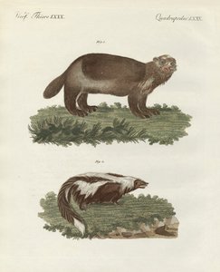 Zeldzame viervoetige dieren