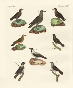 Raven, kraaien en kauwen