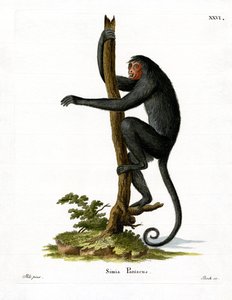 Roodwangslingeraap