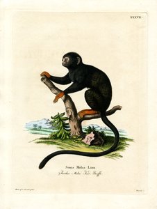 Roodhandige Tamarin