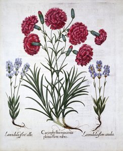 Rode Anjer en Lavendel, uit Hortus Eystettensis, door Basil Besler, gepubliceerd 1613 door German School