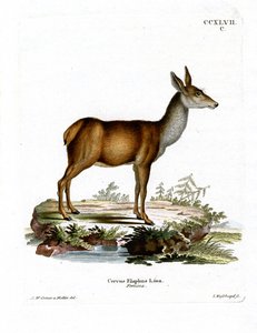 Edelhert
