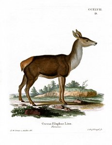 Edelhert