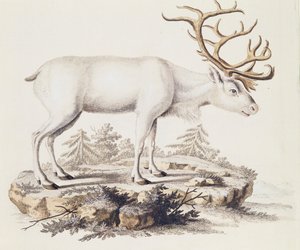 Rendier (Cervus tarandus), uit Zoogdieren geïllustreerd uit de natuur met beschrijvingen, door Johann Christian Daniel von Schreber (1739-1810), gravure door I Nufsbiegel, volume 5, tafel 248-C, Duitsland door German School