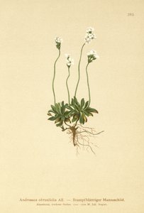 Rotsjasmijn (Androsace obtusifolia)
