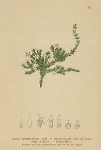 Rots Stitchwort