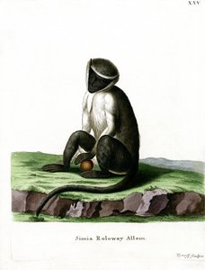 Roloway Guenon door German School