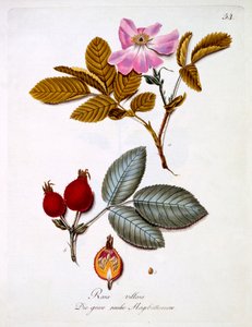 Rosa villosa, illustratie uit een boek van Duitse wilde bloemen door Johann Daniel von Reitter, gepubliceerd ca. 1803-5