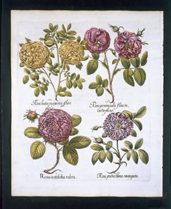 Rozen, plaat 95 uit Hortus Eystettensis door Basil Besler (1561-1629) gepubliceerd in 1613 door German School