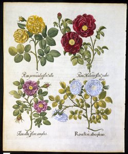Rozen, plaat 96 uit Hortus Eystettensis door Basil Besler (1561-1629) gepubliceerd in 1613 door German School
