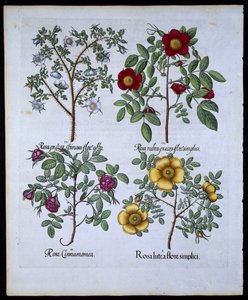 Rozen, plaat 98 uit Hortus Eystettensis door Basil Besler (1561-1629) gepubliceerd in 1613 door German School