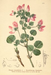 Rondbladige Heidespurrie