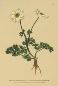 Ruebladige Boterbloem (Ranunculus rutaefolius)