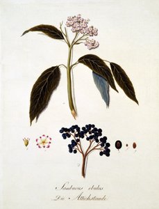 Sambucus Ebulus, uit 