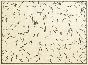 Monster van bacteriën in kraanwater