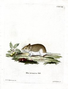 Zandmolrat