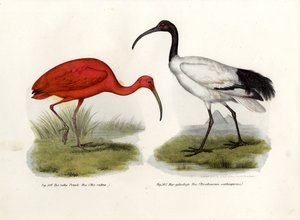 Rode Ibis, 1864