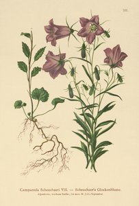 Scheuchzers Klokjesbloem