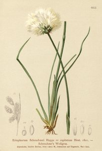 Scheuchzers Wollegras