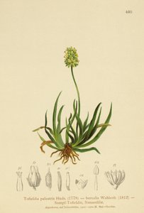 Schotse Asphodel (Tofieldia calyculata, Tofieldia palustris, Tofieldia borealis, Tofieldia pusilla)