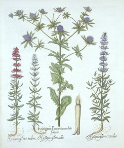 Zeehulst en Drie Soorten Hysop, uit Hortus Eystettensis, door Basil Besler, gepubliceerd 1613 door German School