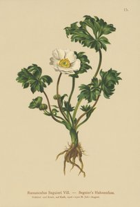 Seguiers Boterbloem