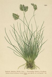 Sesleria