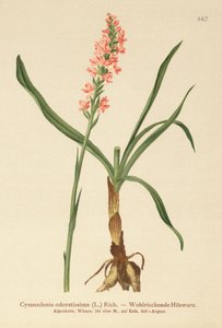 Kortgespoorde Geurige Orchidee (Gymnadenia odoratissima) door German School