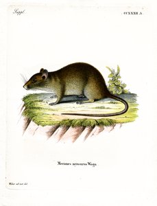 Kortstaart bandicootrat