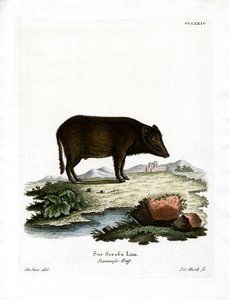 Siamese wilde zwijn