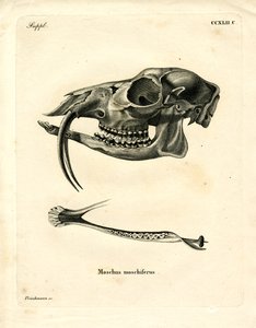 Siberische Muskushert