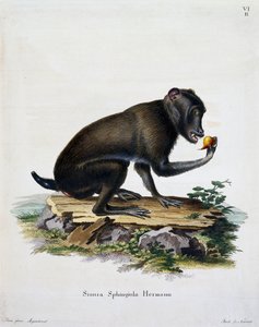 Simia sphingiola, uit Mammals illustrated from Nature with descriptions, gravure door IC Bock door German School