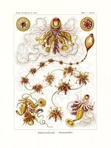 Siphonophorae door German School