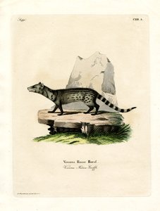 Kleine Indische Civetkat