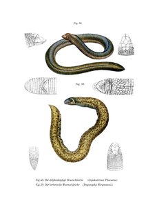 Kleinhoofdwormhagedis